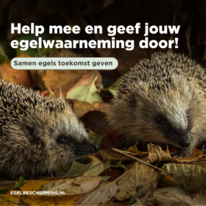 Help mee en geef jouw egelwaarneming door!