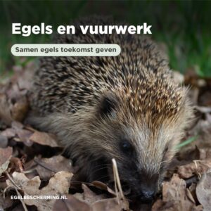 Egels en vuurwerk